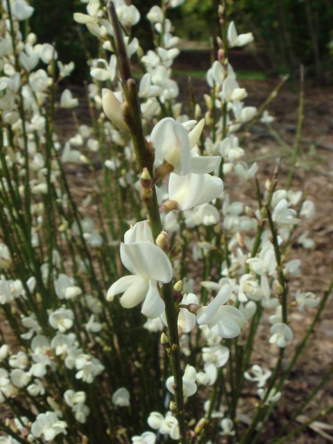 Cytisus x praecox 'Albus' fleur